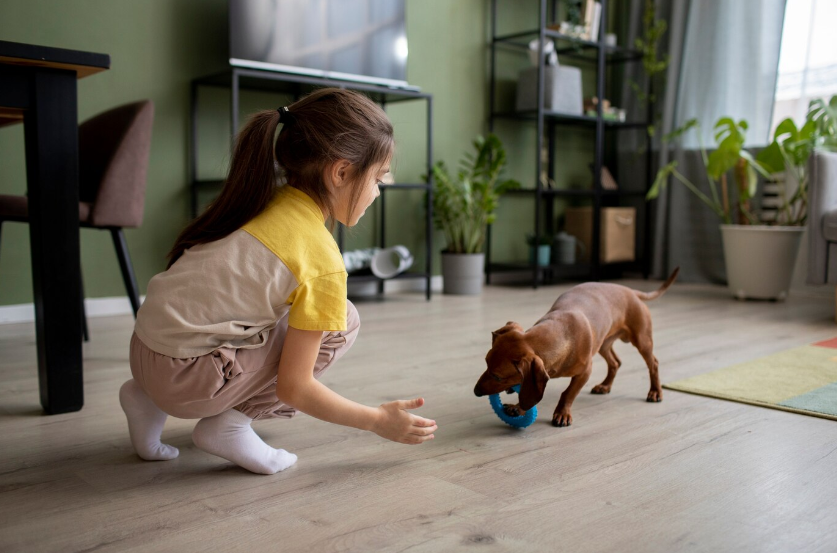 How to Train Your Pet to Use Mental Stimulation Toys