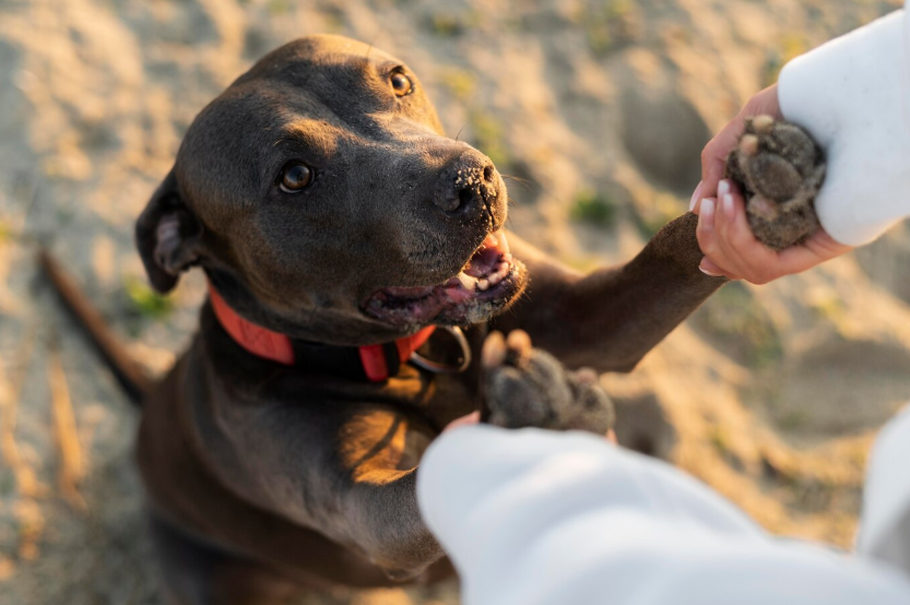 The Benefits of Socialization for the Wellbeing of Your Pets