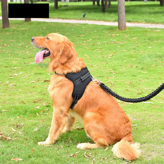 Pet Walking Harness