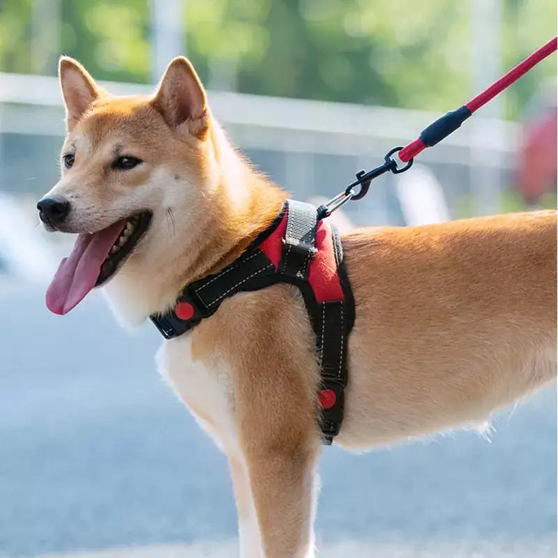 Pet Walking Harness