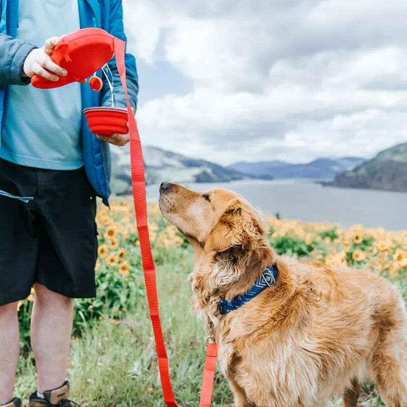 Multifunctional Leash With Accessories